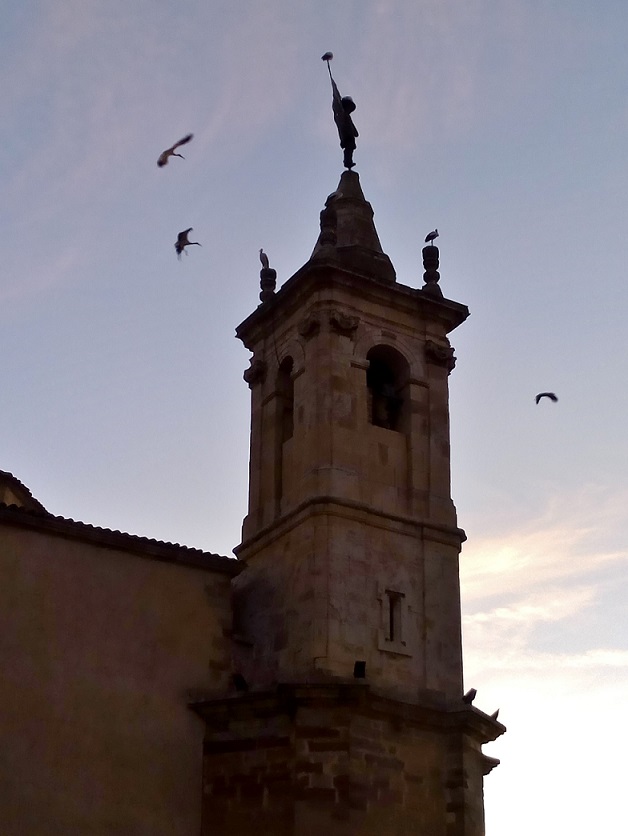 Cigüeñas sobrevolando Molina de Aragón